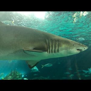 Meet your Posher, Laurie